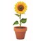 Terracotta-Topf Sonnenblume