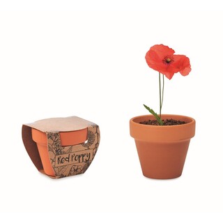 Terracotta-Topf Mohnblume