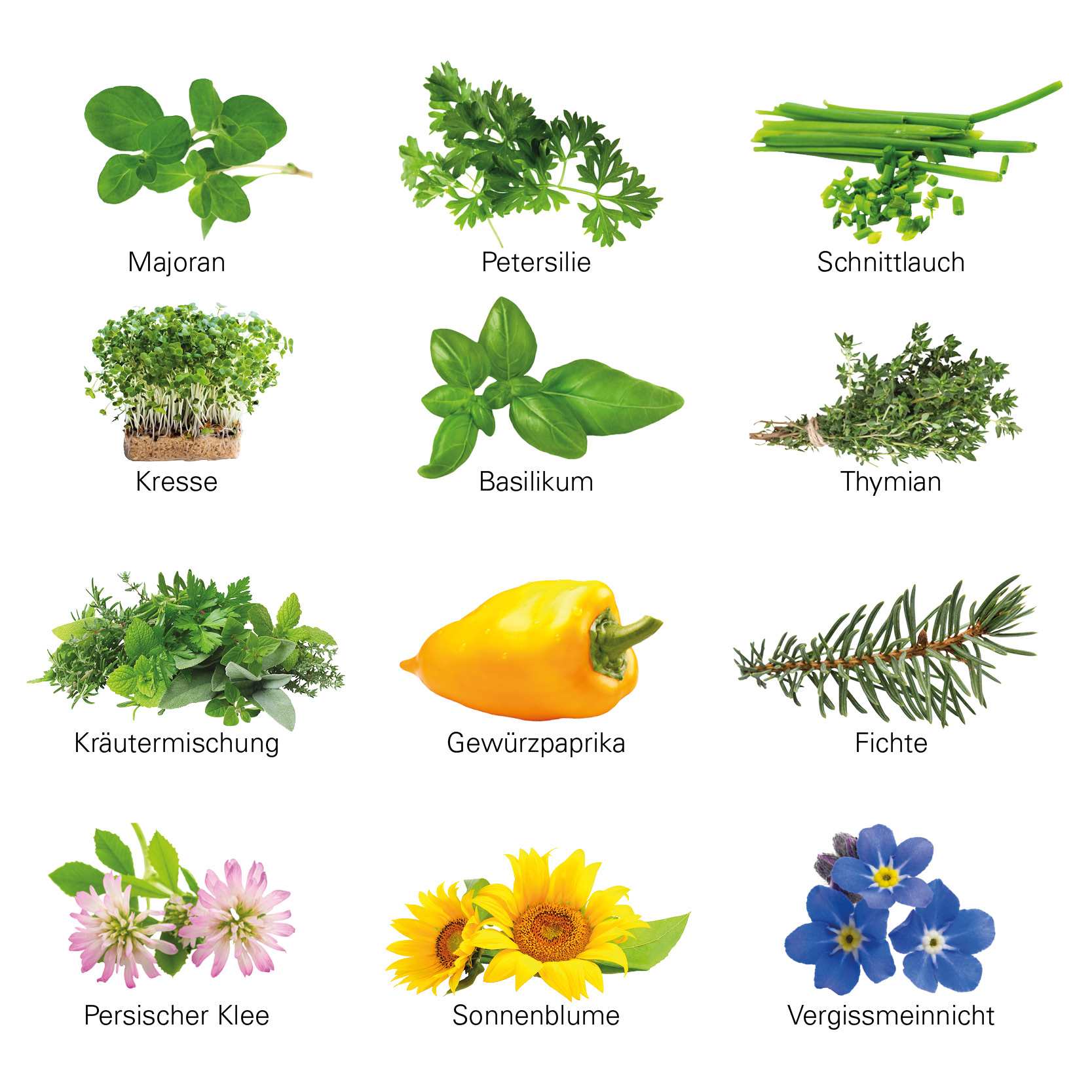 Adventskalender ECO L mit Samentütchen; 24 Substrattabletten und 24 Samentütchen in 12 Sorten