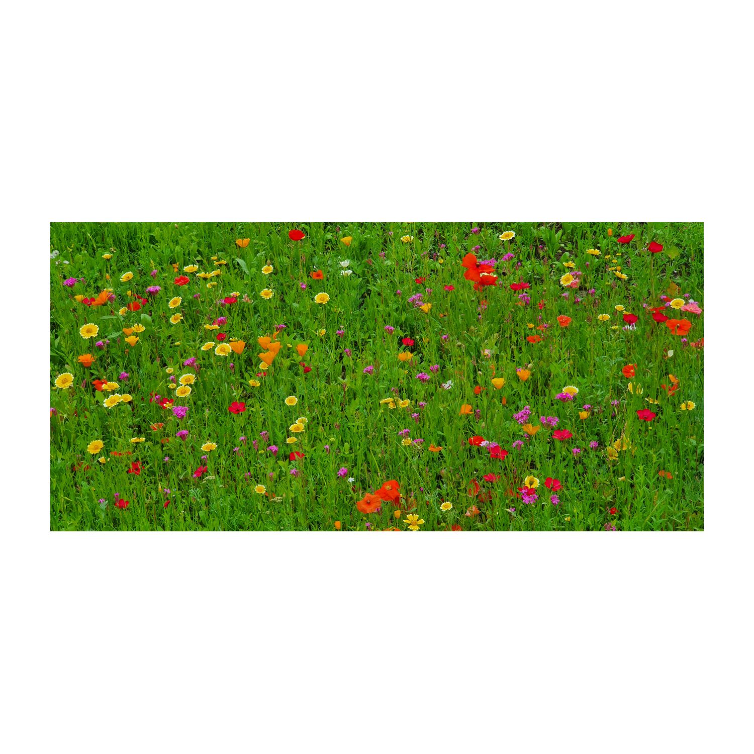 Ein leckerer Piccolo Secco (0,2 l) und eine Eierschachtel mit 6 bunten Blumenmurmeln. Einfach auf die Erde auswerfen & auf den Regen warten.