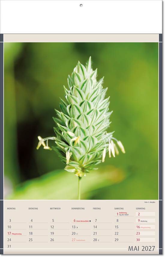 Bildkalender Fundstücke der Natur, Fälzel
