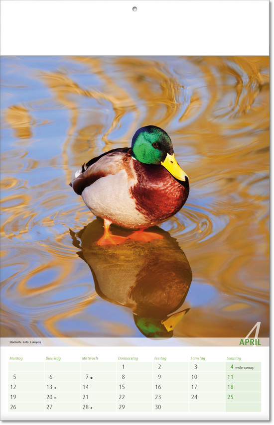 Bildkalender Blick ins Tierreich, Fälzel