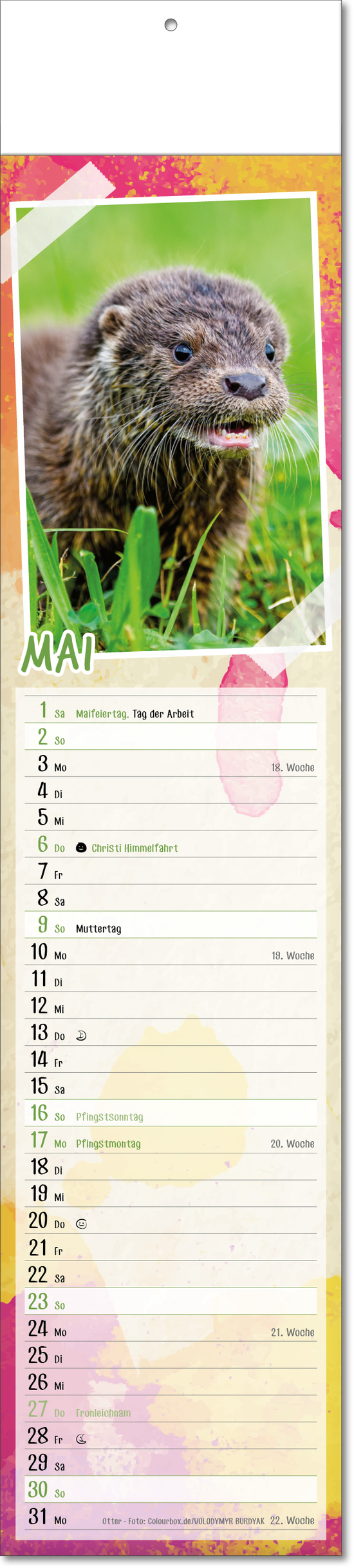 Bildstreifenkalender Tierbabys, Fälzel