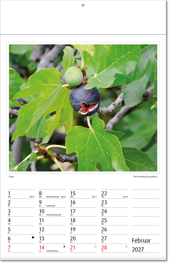 Bildkalender Botanica, Fälzel