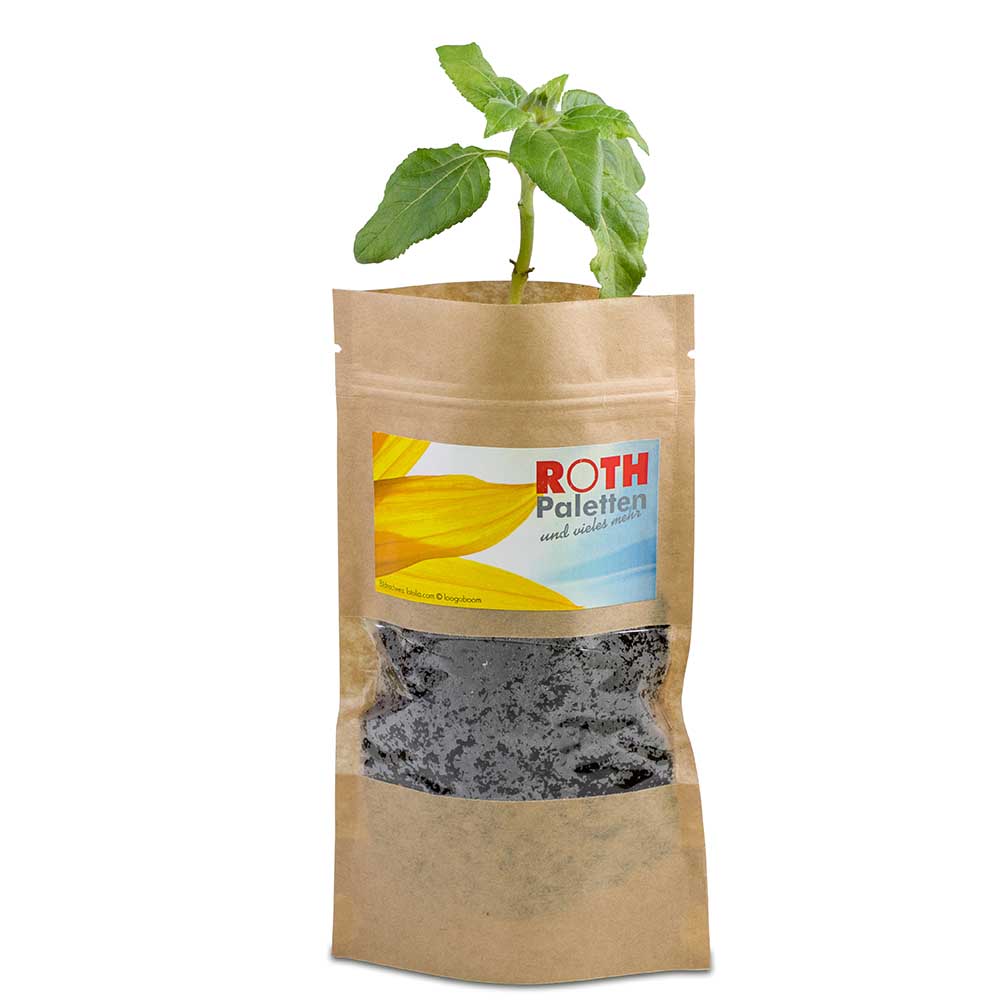 Grünes aus der Tüte mit Samen - Fichte