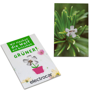 Samen-Karte-Mini Blume - Fichte