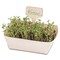 Pflanz-Set - 3er-Set - Sonnenblume / Margerite / Ringelblume
