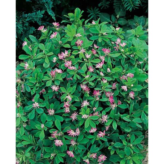 Blumenwiese To-Go - Ostern - Persischer Klee - neutral