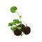 Flower-Balls in der Box mit Samen - 2er Box