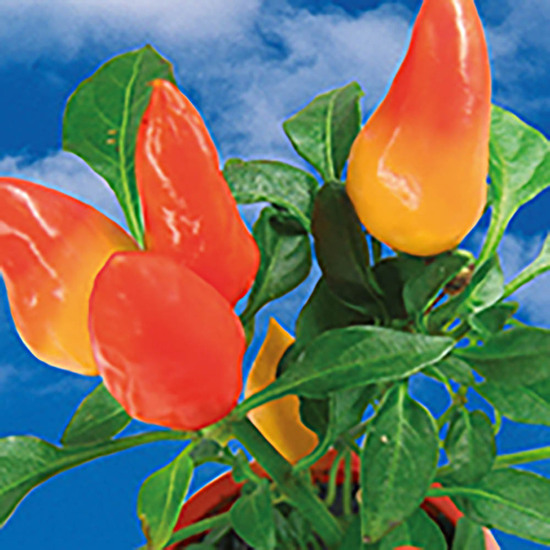 Logo-Töpfchen Überreichverpackung mit Samen - Gewürzpaprika