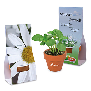 Logo-Töpfchen Überreichverpackung mit Samen - Margerite
