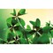 Tontöpfchen-Blume mit Samen - Glücksklee-Zwiebeln (* Je nach Verfügbarkeit der Glücksklee-Zwiebeln)
