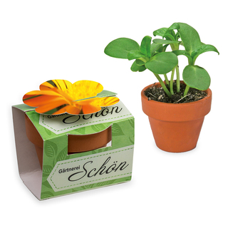 Tontöpfchen-Blume mit Samen - Ringelblume