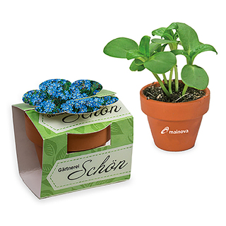 Tontöpfchen-Blume mit Samen - Vergissmeinnicht