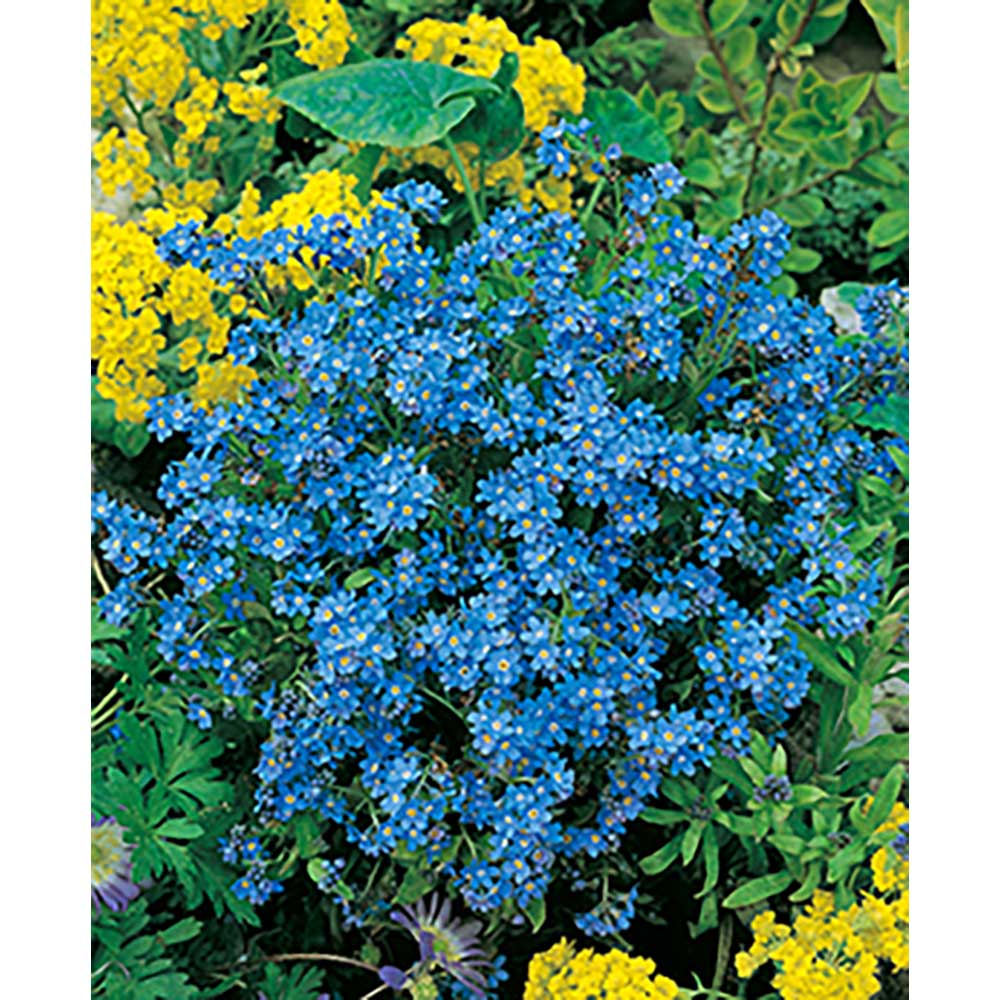 Tontöpfchen-Blume mit Samen - Vergissmeinnicht inkl. Tampondruck