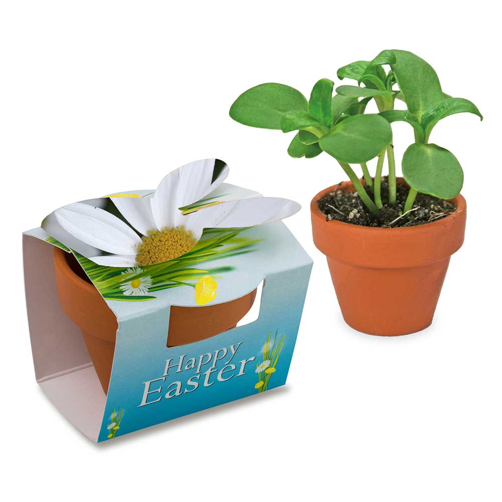 Tontöpfchen-Hase mit Samen - Margerite