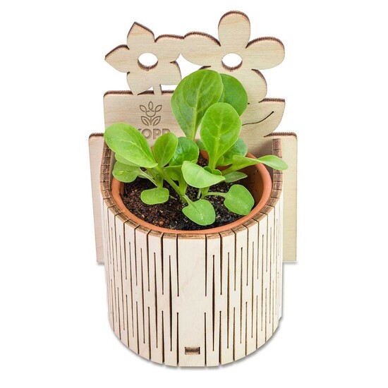 My Tiny Garden Blümchen - Gewürzpaprika, inkl. Lasergravur