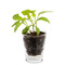 Caffeino-Glas mit Samen - Margerite