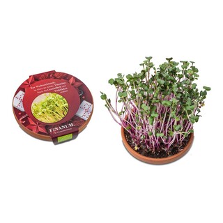 Vitamin-Schale - Rettich China Rose