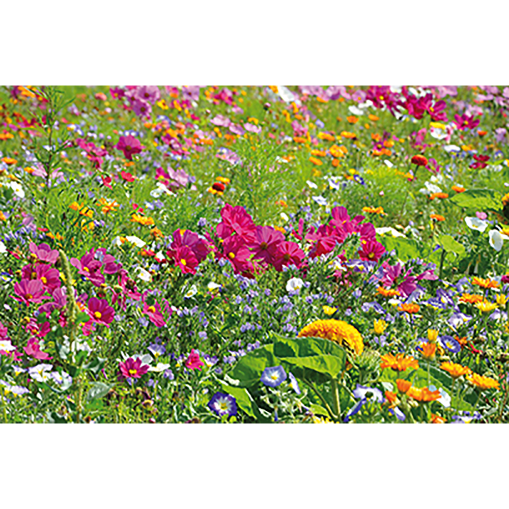 Pflanz-Cup mit Samen - Sommerblumenmischung