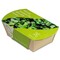 Microgreens-Gärtchen - Kresse