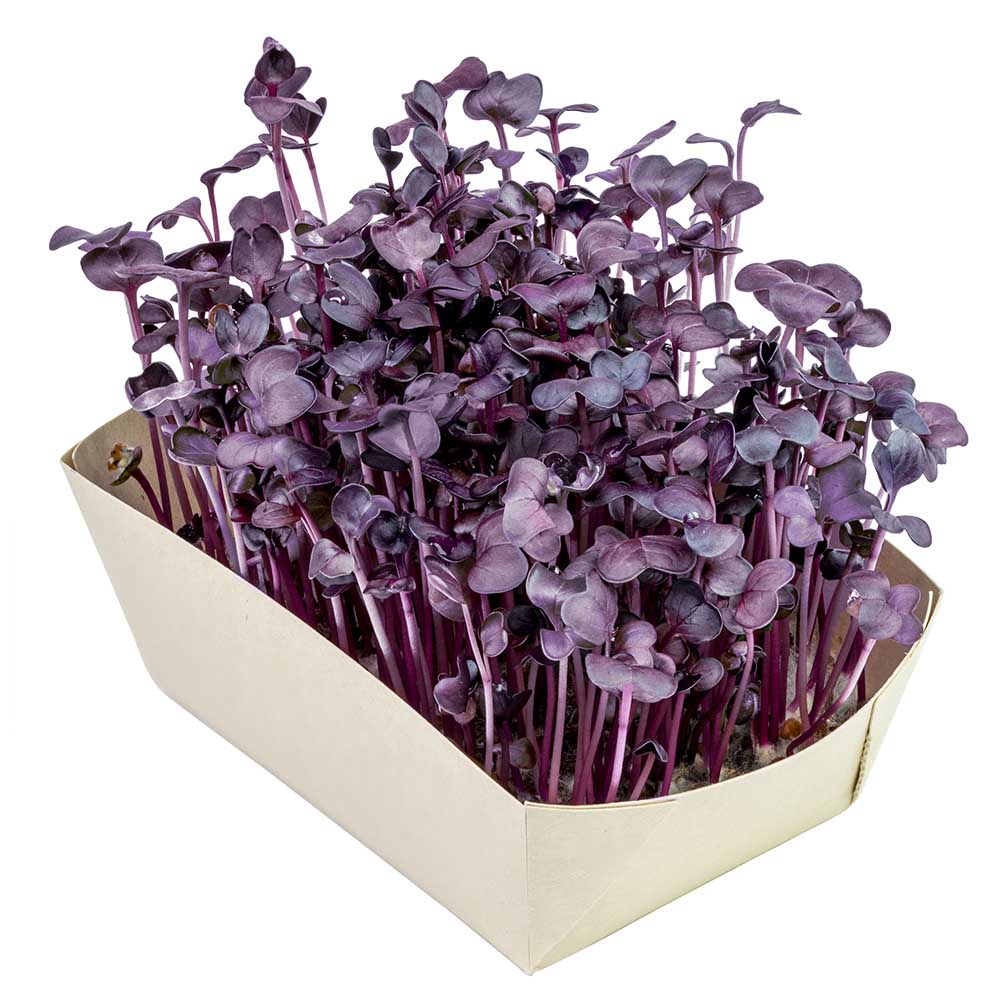 Microgreens-Gärtchen - Radies Sango