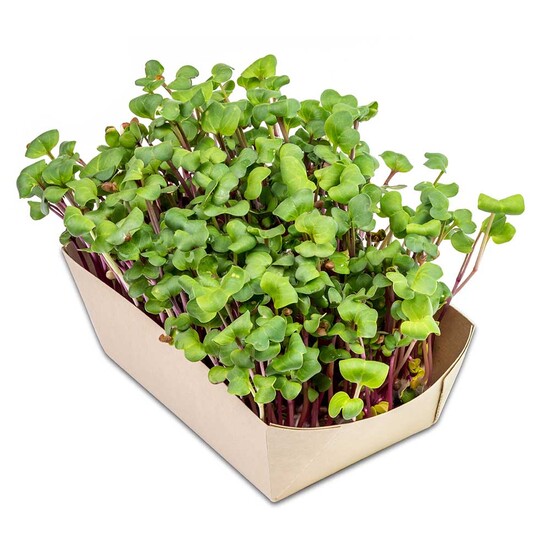 Microgreens-Gärtchen - Rettich China Rose