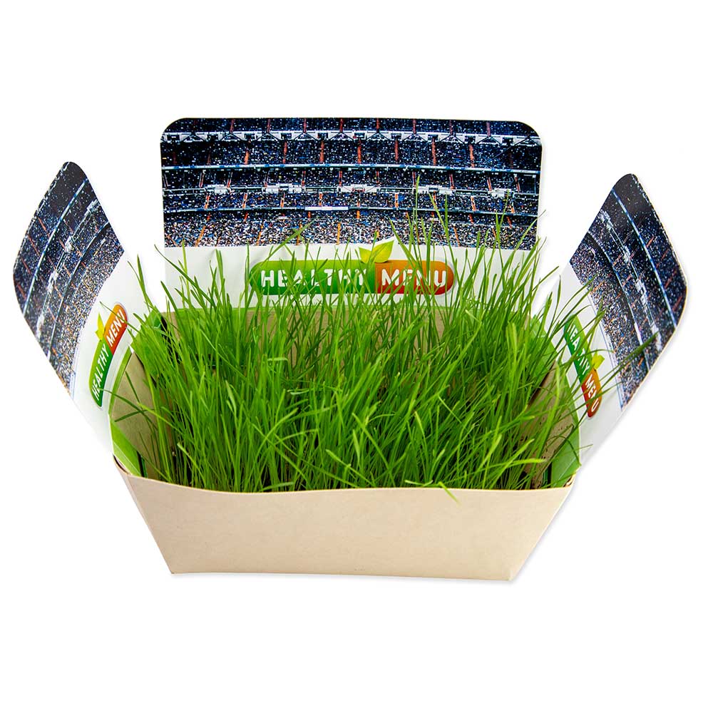 Pflanzodrom mit Samen - Sommerblumenmischung