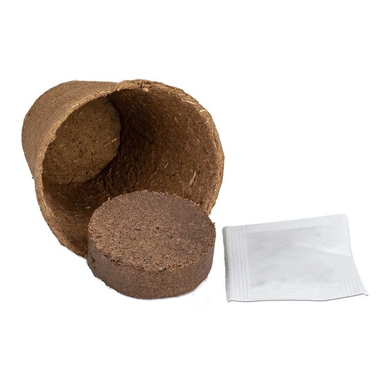 Anzucht-Set mit Samen - Glücksklee-Zwiebel (* Je nach Verfügbarkeit der Glücksklee-Zwiebeln)