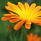 Pflanz-Holz mit Samen (Graspapier-Banderole) - Ringelblume