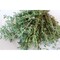 Pflanz-Holz Maxi mit Samen - Thymian