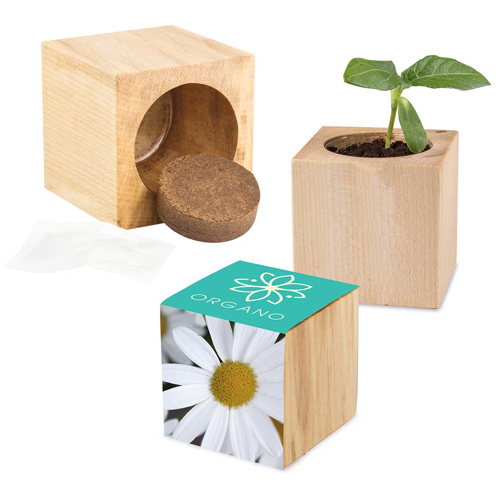 Pflanz-Holz Maxi mit Samen - Margerite, 2 Seiten gelasert