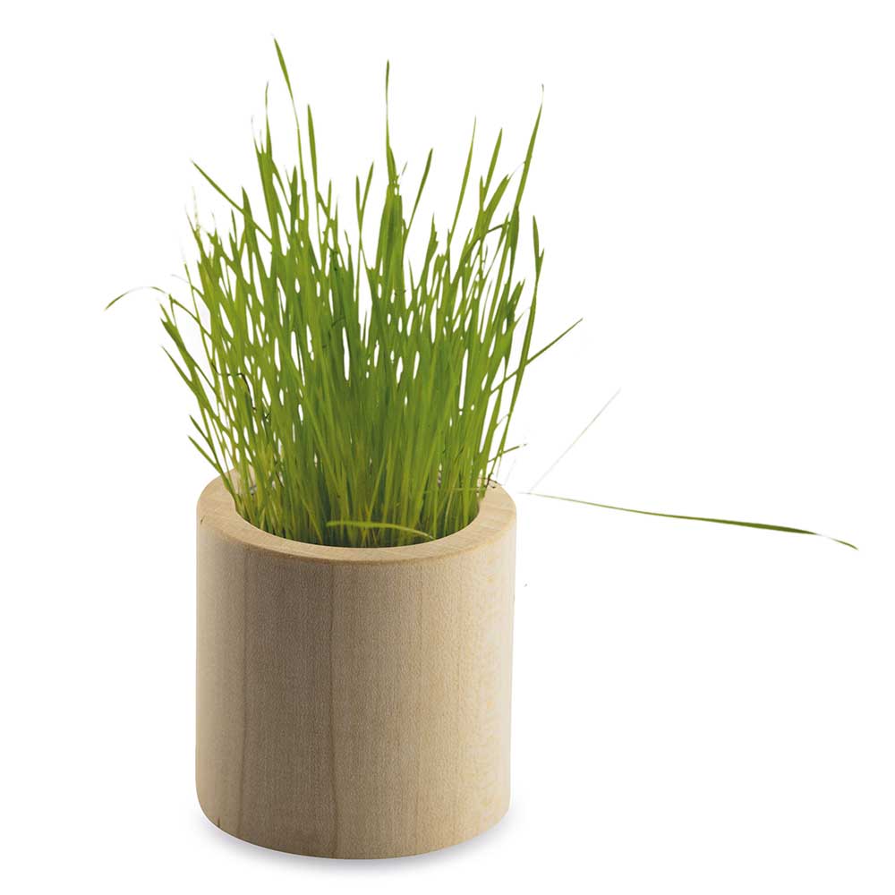 Pflanz-Holz rund mit Samen - Sonnenblume