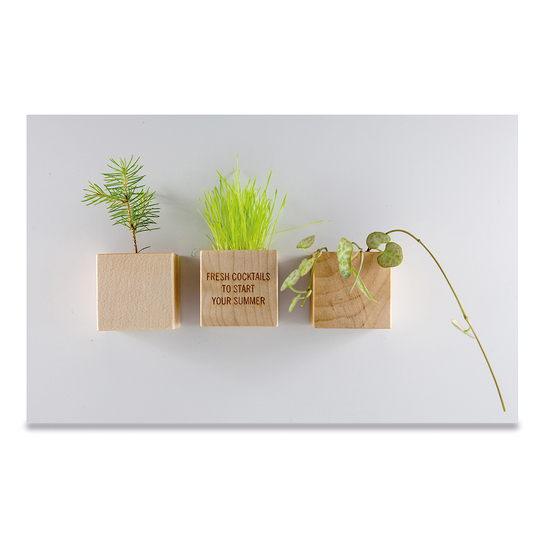 Pflanz-Holz Magnet mit Samen - Schnittlauch