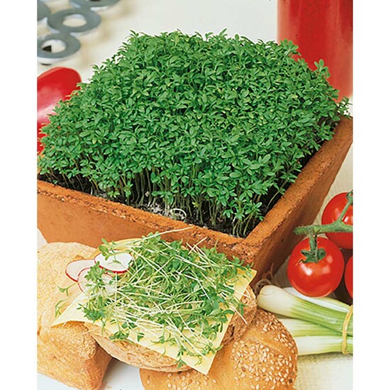 Pflanz-Holz Magnet mit Samen - Gartenkresse, 1 Seite gelasert