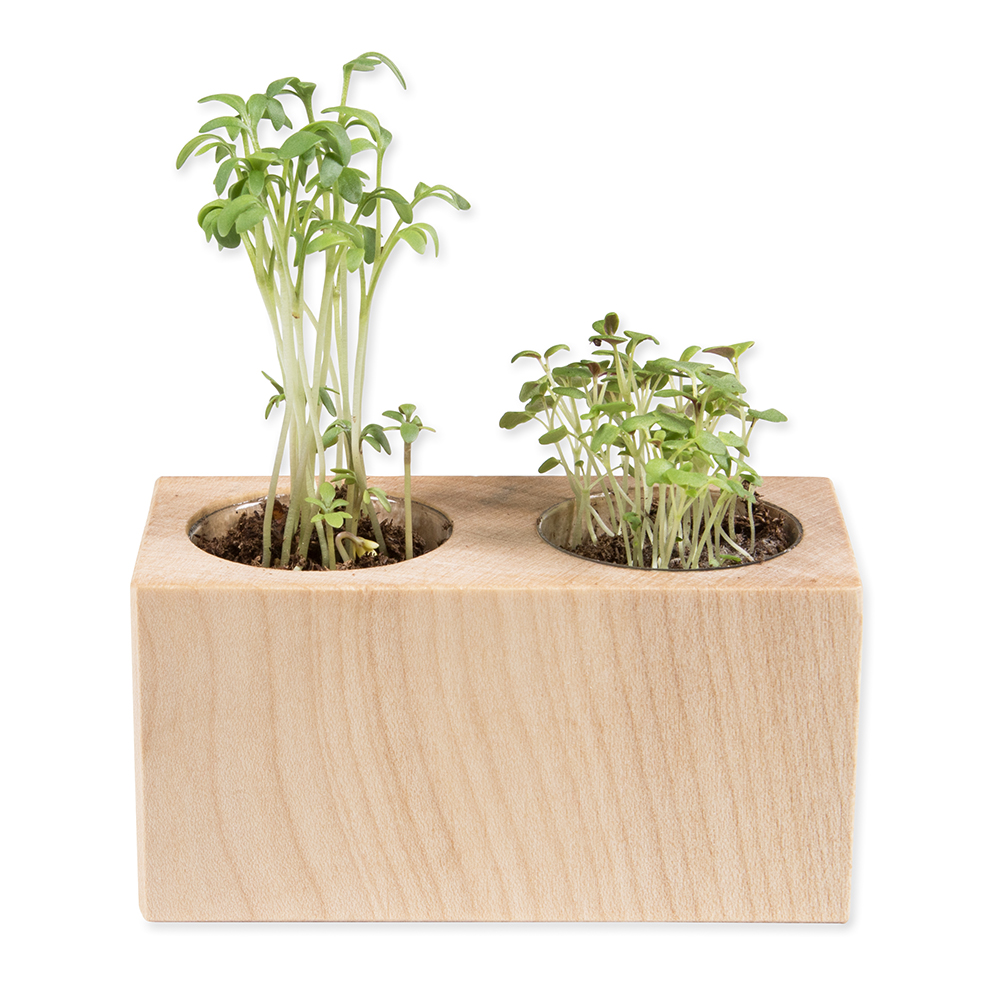 Pflanz-Holz 2er Set mit Samen