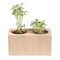 Pflanz-Holz 2er Set mit Samen - Margerite