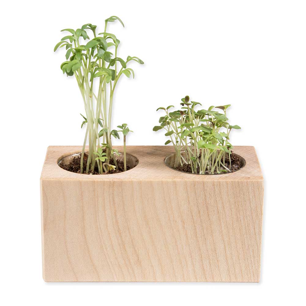 Pflanz-Holz 2er Set mit Samen - Vergissmeinnicht