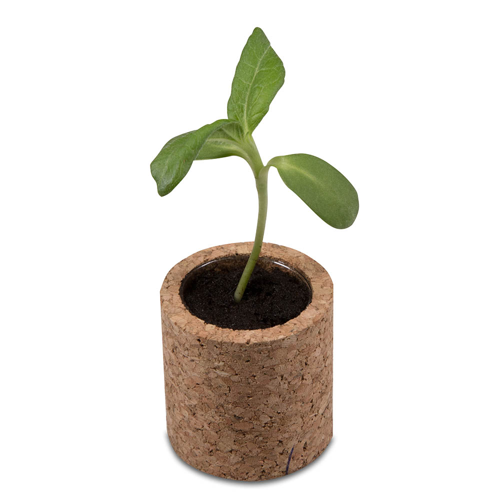 Pflanz-Kork rund mit Samen - Gartenkresse