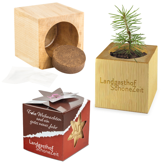 Pflanz-Holz Star-Box mit Samen