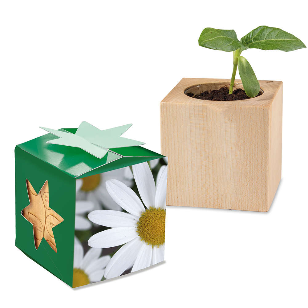 Pflanz-Holz Star-Box mit Samen