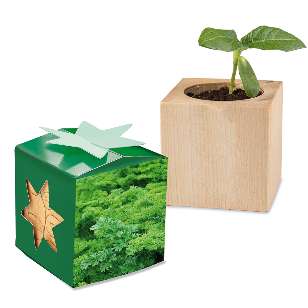 Pflanz-Holz Star-Box mit Samen