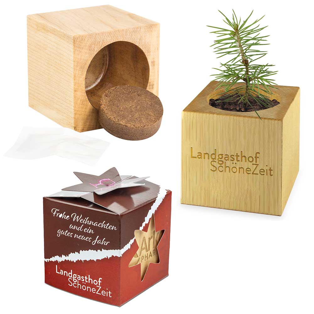 Pflanz-Holz Star-Box mit Samen - Fichte