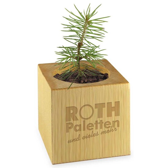Pflanz-Holz Star-Box mit Samen - Gartenkresse, 1 Seite gelasert
