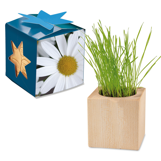 Pflanz-Holz Maxi Star-Box mit Samen