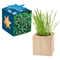 Pflanz-Holz Maxi Star-Box mit Samen
