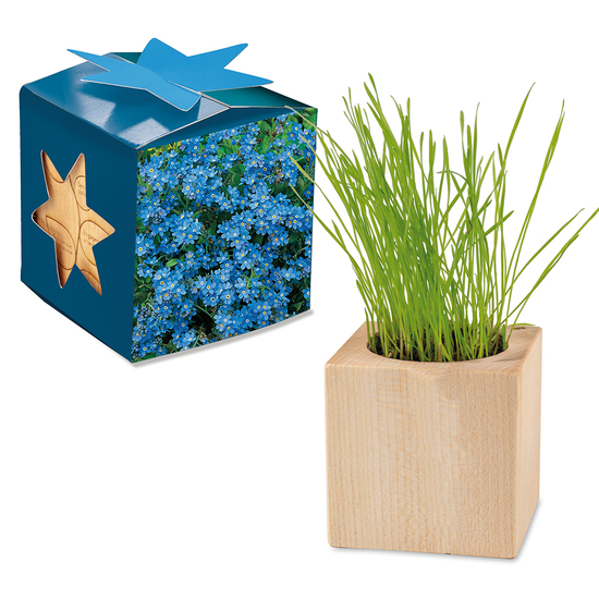 Pflanz-Holz Maxi Star-Box mit Samen