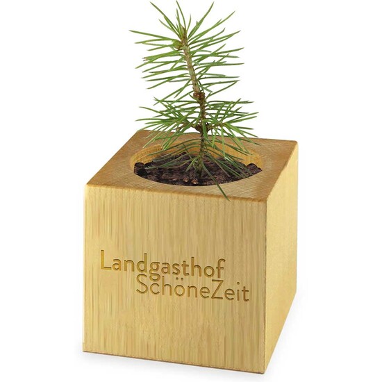 Pflanz-Holz Maxi Star-Box mit Samen - Glücksklee-Zwiebel, 2 Seiten gelasert (* Je nach Verfügbarkeit der Glücksklee-Zwiebeln)