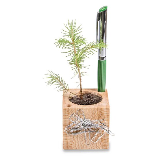 Pflanz-Holz Büro Star-Box mit Samen - Gartenkresse