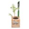 Pflanz-Holz Büro Star-Box mit Samen - Ringelblume